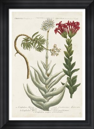 Framed Botanical Varieties I Print