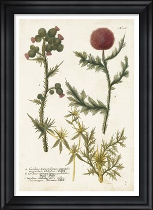 Framed Botanical Varieties II Print