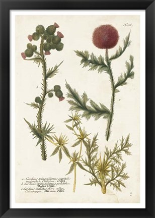 Framed Botanical Varieties II Print