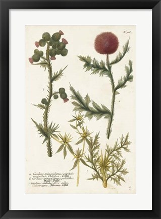 Framed Botanical Varieties II Print
