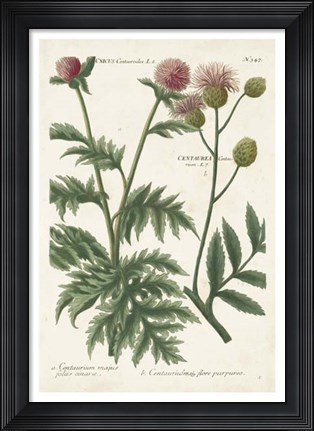 Framed Botanical Varieties III Print