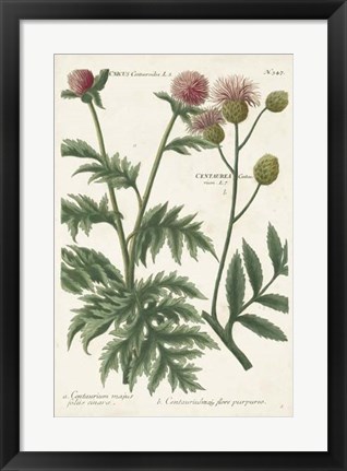 Framed Botanical Varieties III Print