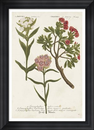 Framed Botanical Varieties IV Print
