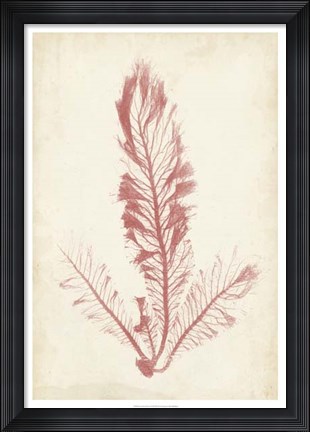 Framed Coral Sea Feather I Print