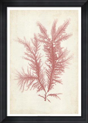 Framed Coral Sea Feather II Print