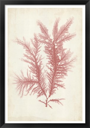 Framed Coral Sea Feather II Print