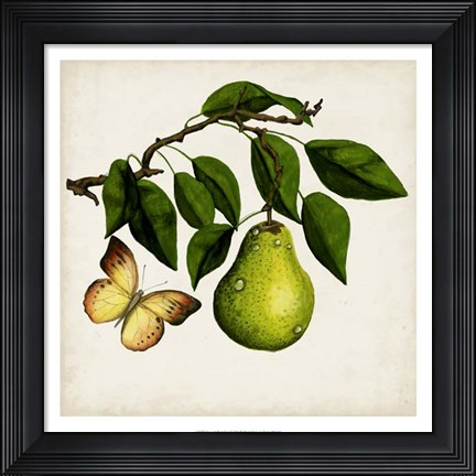 Framed Fruit with Butterflies I Print