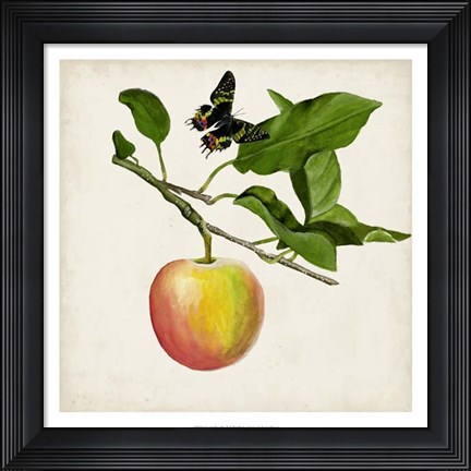Framed Fruit with Butterflies IV Print
