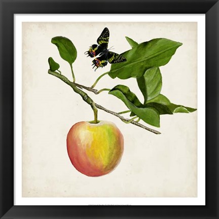 Framed Fruit with Butterflies IV Print