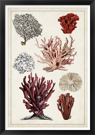 Framed Antique Coral Study I Print