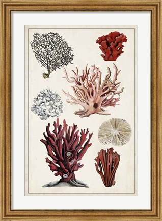 Framed Antique Coral Study I Print