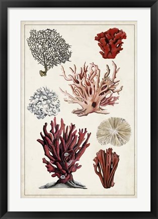 Framed Antique Coral Study I Print