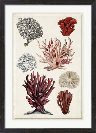 Framed Antique Coral Study I Print