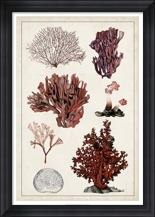Framed Antique Coral Study II Print