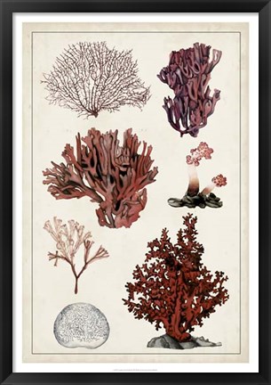 Framed Antique Coral Study II Print