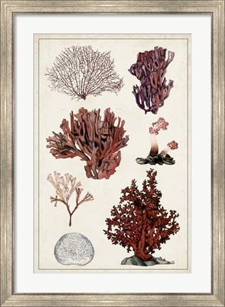 Framed Antique Coral Study II Print