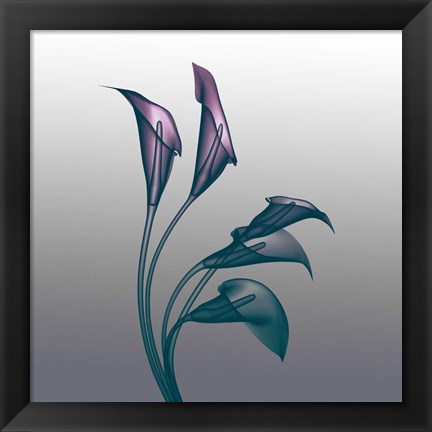 Framed Ombre Calla Lilies X-Ray Print