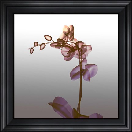 Framed Ombre Orchid X-Ray Print