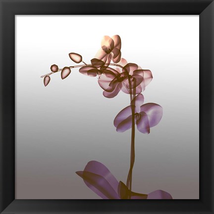 Framed Ombre Orchid X-Ray Print