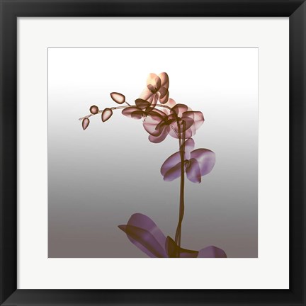 Framed Ombre Orchid X-Ray Print