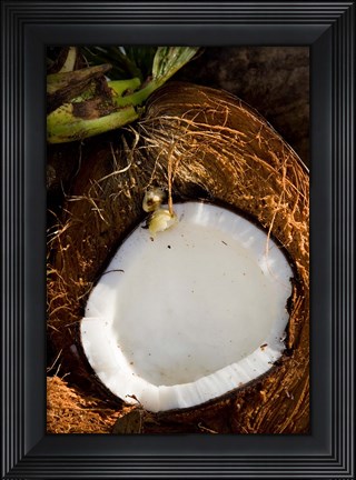 Framed Fiji, Vanua Levu, Savusavu, Split coconut Print