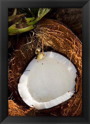 Framed Fiji, Vanua Levu, Savusavu, Split coconut Print