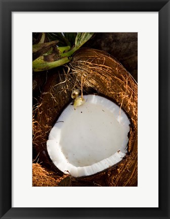 Framed Fiji, Vanua Levu, Savusavu, Split coconut Print