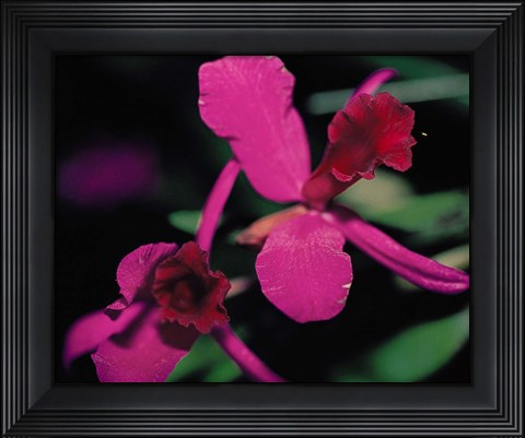Framed Magenta Orchid, Fiji Print