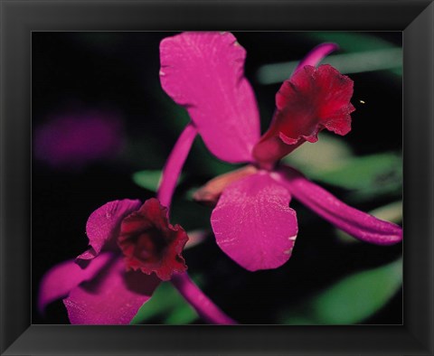 Framed Magenta Orchid, Fiji Print