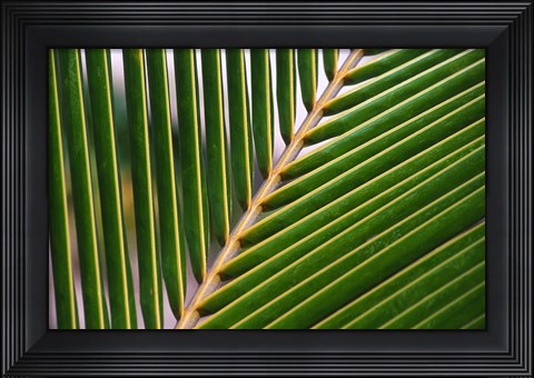 Framed Palm, Fiji Print