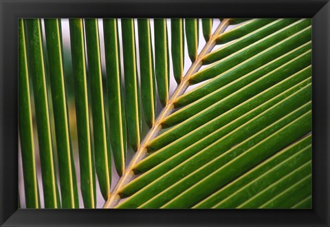 Framed Palm, Fiji Print