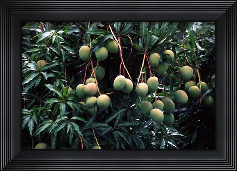 Framed Mangoes, Fiji Print