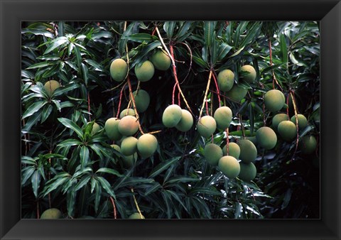 Framed Mangoes, Fiji Print