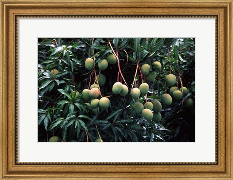 Framed Mangoes, Fiji Print