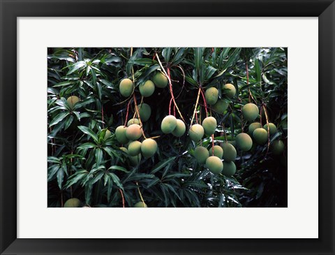 Framed Mangoes, Fiji Print