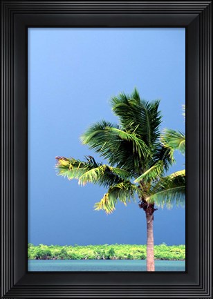 Framed Palm Tree, Denarau Island, Fiji Print