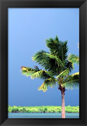 Framed Palm Tree, Denarau Island, Fiji Print