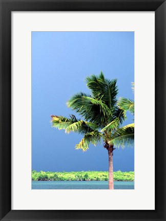 Framed Palm Tree, Denarau Island, Fiji Print