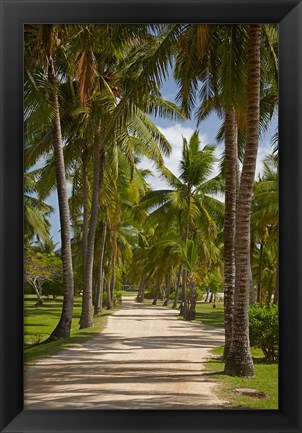 Framed Avenue of Palms, Musket Cove Island Resort, Malolo Lailai Island, Mamanuca Islands, Fiji Print