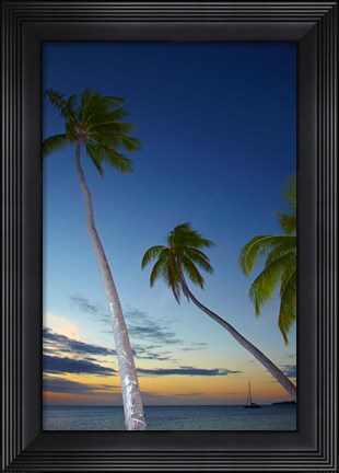 Framed Palm trees at Plantation Island Resort, Fiji Print