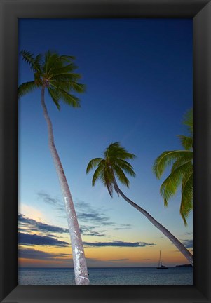 Framed Palm trees at Plantation Island Resort, Fiji Print