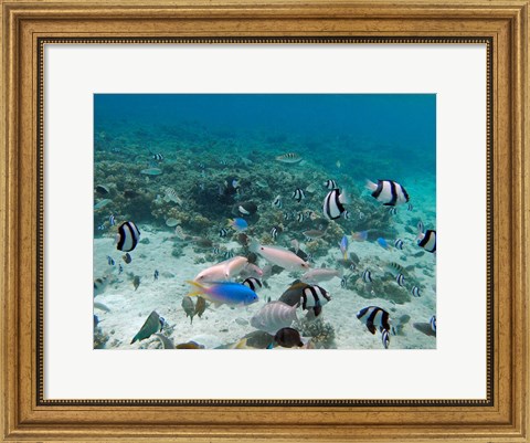 Framed Tropical Fish, Malolo Lailai Island, Fiji Print