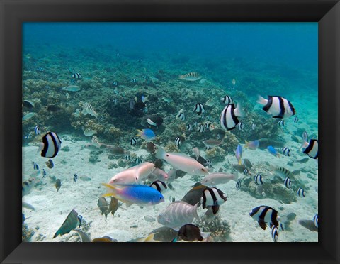 Framed Tropical Fish, Malolo Lailai Island, Fiji Print