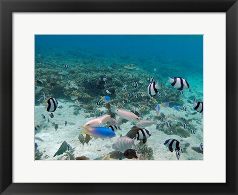 Framed Tropical Fish, Malolo Lailai Island, Fiji Print