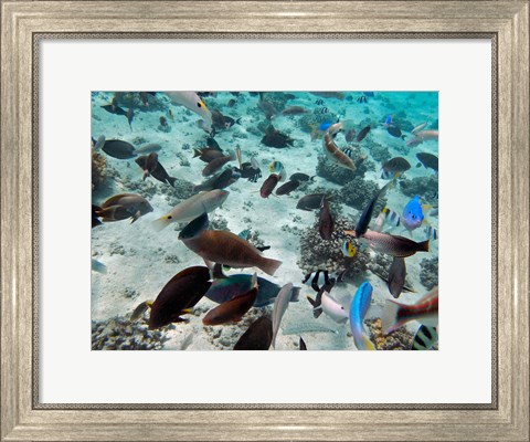 Framed Tropical Fish,  Fiji Print