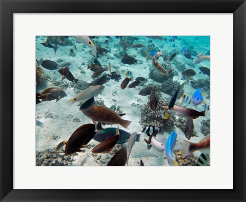 Framed Tropical Fish,  Fiji Print