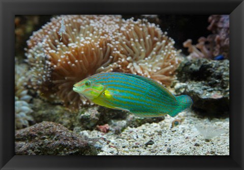 Framed Chainlined wrasse fish, Kula Eco Park, Viti Levu, Fiji Print