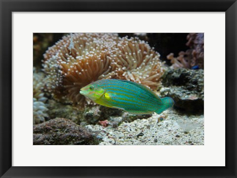 Framed Chainlined wrasse fish, Kula Eco Park, Viti Levu, Fiji Print
