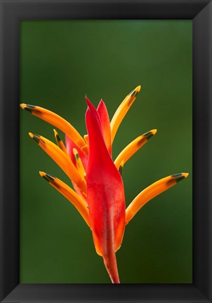 Framed False Bird-Of-Paradise Flower (Heliconia psittacorum), Nadi, Viti Levu, Fiji Print