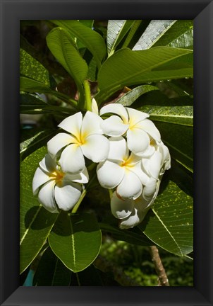 Framed Frangipani flowers (Plumeria), Nadi, Viti Levu, Fiji Print